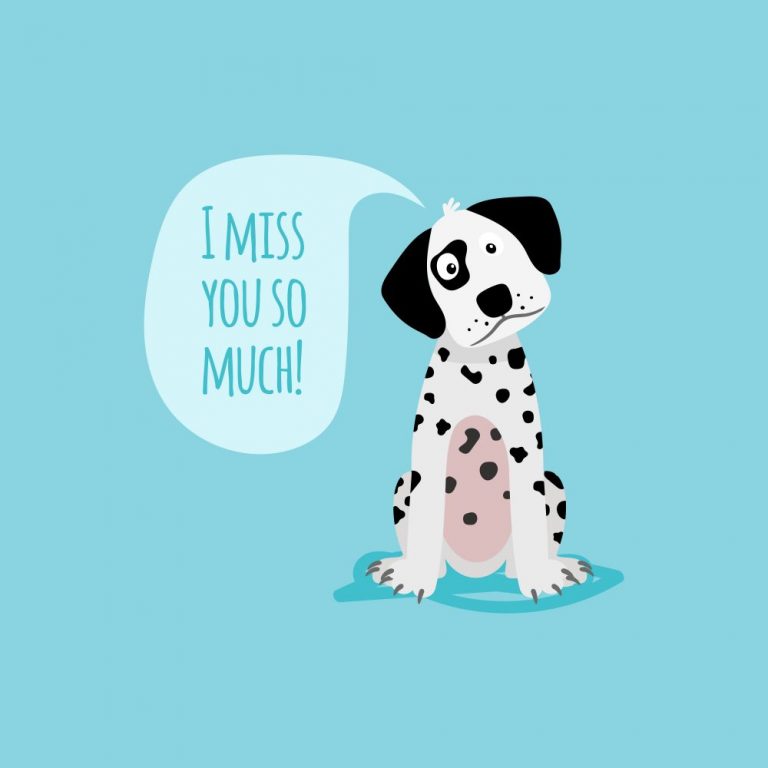 How no shows affect your pet grooming business and what to do?