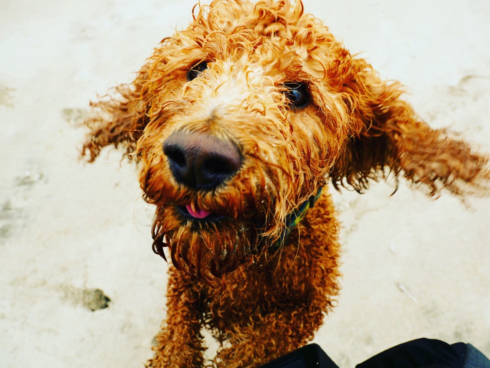 Grooming a Curly Coated Dog