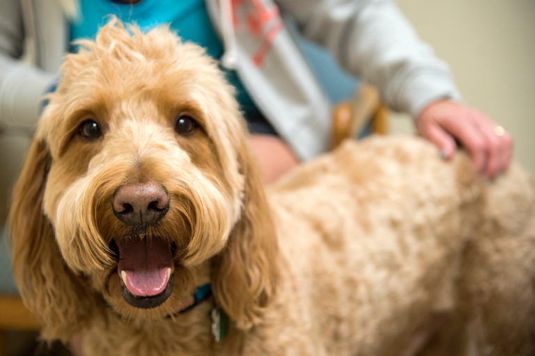 Pet Groomers and Preventative Health Care