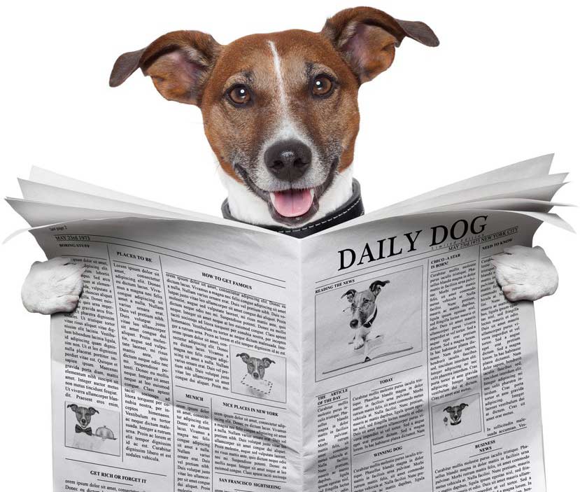 Groomsoft News