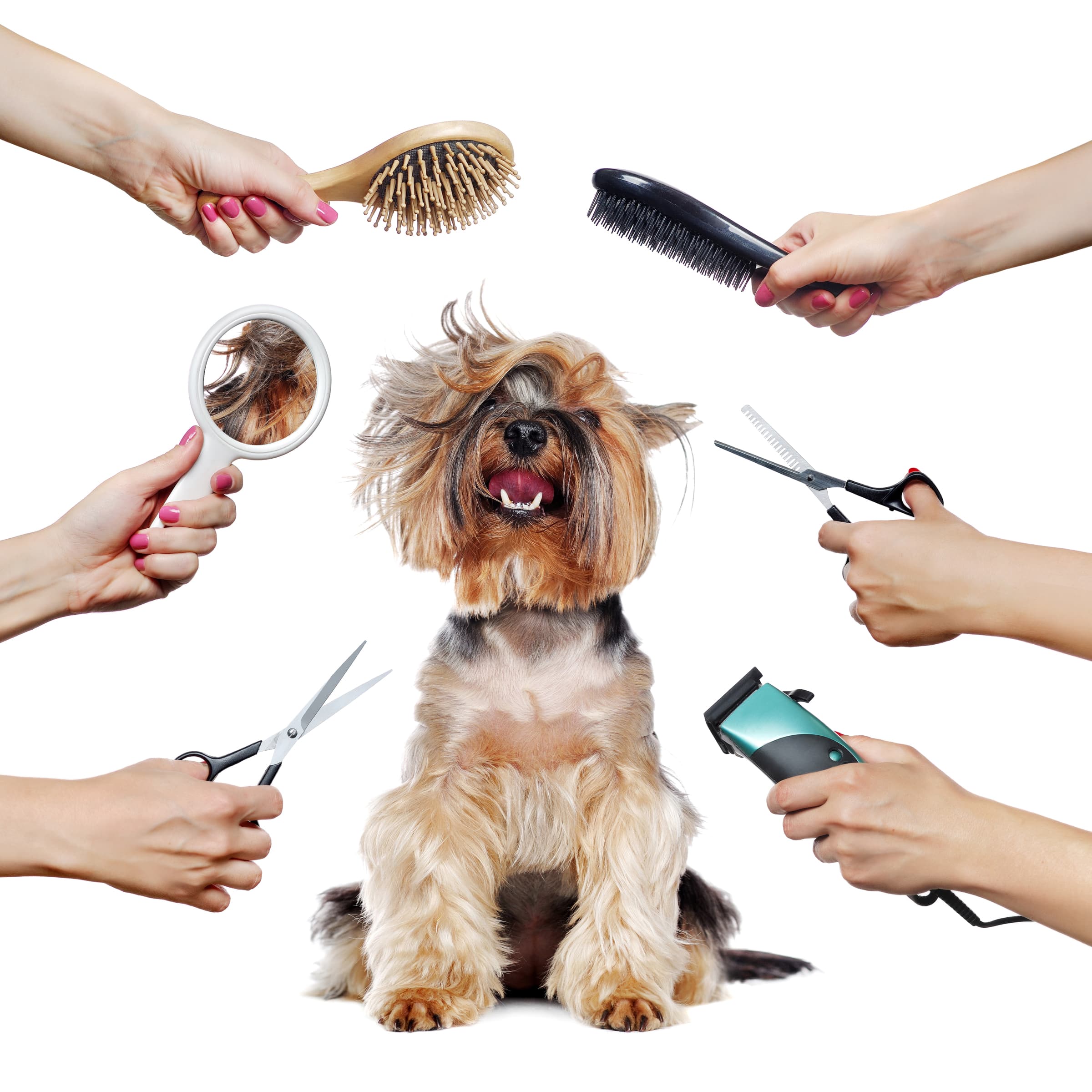 Dog Needs a Groom