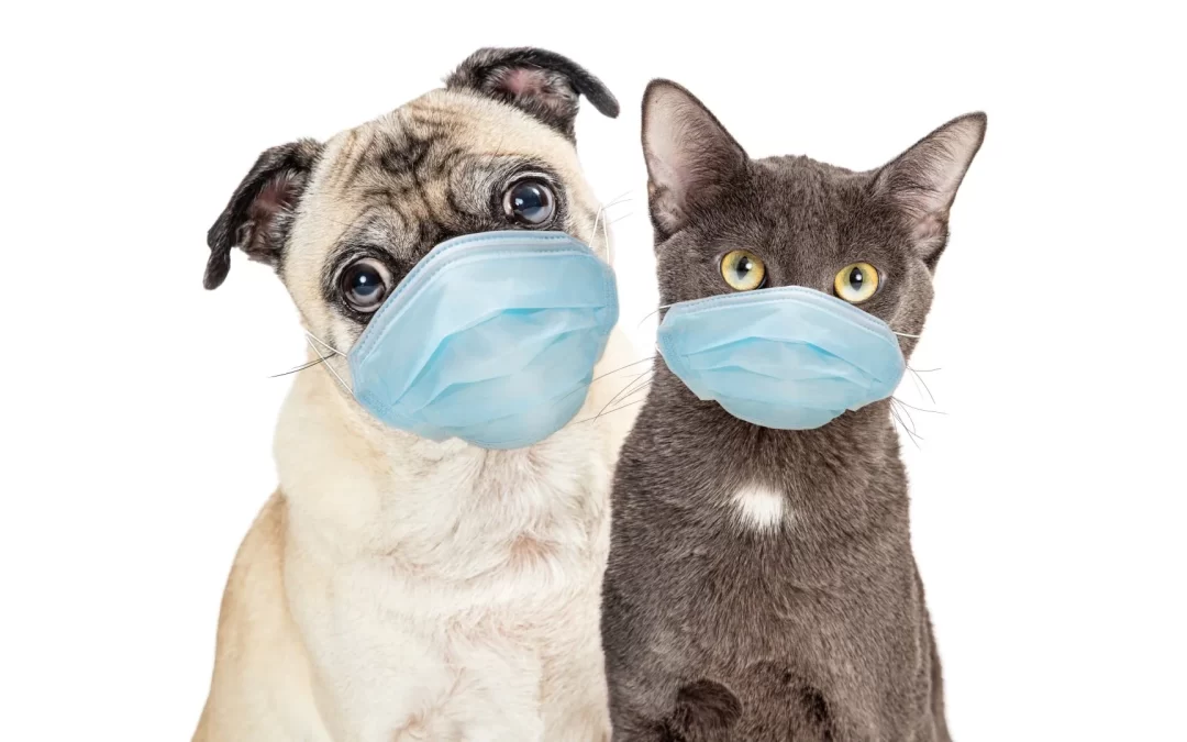 Safety at Grooming Shops for Pets and Groomers